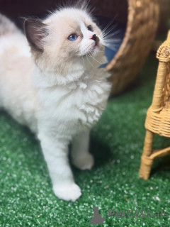 Zdjęcie №2 do zapowiedźy № 157132 na sprzedaż  ragdoll - wkupić się Szwecja hodowca