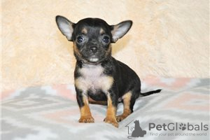 Zdjęcie №3. Urocze szczenięta Chihuahua do bezpłatnej adopcji. Niemcy