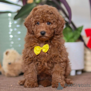 Zdjęcie №4. Sprzedam pinczer miniaturowy w Leeds. prywatne ogłoszenie - cena - 2392zł