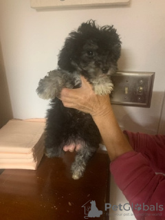 Zdjęcie №2 do zapowiedźy № 133045 na sprzedaż   - wkupić się Niemcy prywatne ogłoszenie