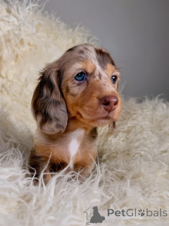 Zdjęcie №1. jamnik - na sprzedaż w Alavus | 2392zł | Zapowiedź №164272