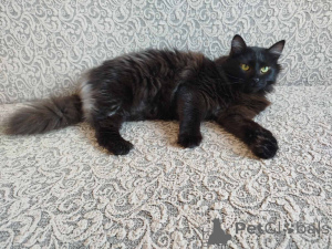 Zdjęcie №4. Sprzedam  w Mińsk.  - cena - Bezpłatny