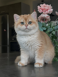 Zdjęcie №1. chinchilla cat - na sprzedaż w Hamburg | negocjowane | Zapowiedź № 159473