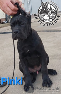 Dodatkowe zdjęcia: Cane Corso szczenięta