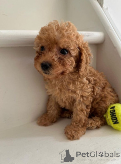 Zdjęcie №1. pudel (zabawka) - na sprzedaż w Гамбург | negocjowane | Zapowiedź №144430