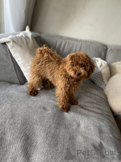 Zdjęcie №4. Sprzedam pudel (zabawka) w Братислава. prywatne ogłoszenie - cena - negocjowane