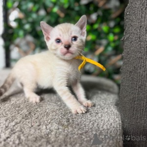 Zdjęcie №2 do zapowiedźy № 152718 na sprzedaż  kot bengalski - wkupić się Szwajcaria prywatne ogłoszenie