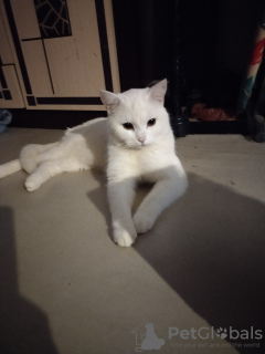 Zdjęcie №2. Usługi krycia scottish straight. Cena - negocjowane