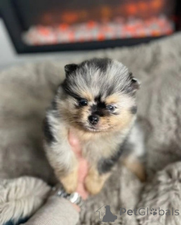 Zdjęcie №1. szpic miniaturowy - na sprzedaż w Зальцбург | 1363zł | Zapowiedź №143773