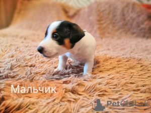 Zdjęcie №4. Sprzedam jack russell terrier w Omsk. prywatne ogłoszenie - cena - 1032zł
