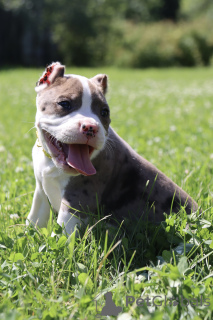 Zdjęcie №2 do zapowiedźy № 147528 na sprzedaż  american bully - wkupić się Federacja Rosyjska od żłobka