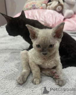 Zdjęcie №4. Sprzedam devon rex w Berlin. hodowca - cena - 3588zł