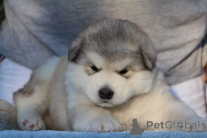 Dodatkowe zdjęcia: Alaskan malamute szczenięta. KSU.