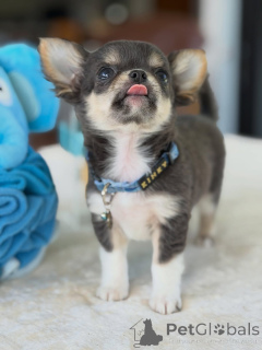 Zdjęcie №3. Szczeniak chihuahua dostępny do adopcji. Republika Czeska