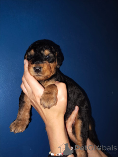 Zdjęcie №1. airedale terrier - na sprzedaż w Clermont-Ferrand | negocjowane | Zapowiedź №169400