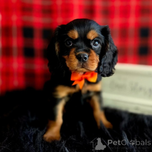 Zdjęcie №1. cavalier king charles spaniel - na sprzedaż w Dalarna | negocjowane | Zapowiedź №155575