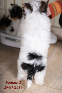 Zdjęcie №3. Eleganckie szczenięta Biver Yorkshire Terrier są oferowane na sprzedaż.. Ukraina