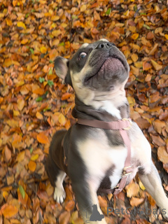 Zdjęcie №3. Odważny, odważny i pełen osobowości Brunos zyskał klasyczną pewność siebie. Luksemburg