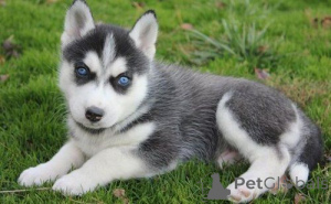 Zdjęcie №1. husky syberyjski - na sprzedaż w Heinävesi | negocjowane | Zapowiedź №173984
