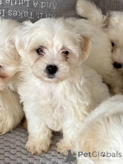 Zdjęcie №1. maltipu - na sprzedaż w Esens | 4305zł | Zapowiedź №149568