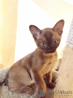 Zdjęcie №1. kot burmski - na sprzedaż w Порретта-Терме | negocjowane | Zapowiedź № 68697