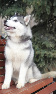 Zdjęcie №3. Wyprzedaż dziewczyny Siberian Husky.. Federacja Rosyjska