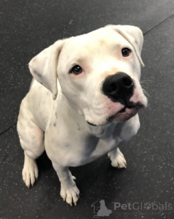 Zdjęcie №2 do zapowiedźy № 157878 na sprzedaż  buldog amerykański - wkupić się Niemcy ze schronu, hodowca