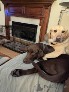 Zdjęcie №1. labrador retriever - na sprzedaż w Amsterdam | Bezpłatny | Zapowiedź №162425