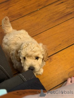 Zdjęcie №2 do zapowiedźy № 163954 na sprzedaż  border collie - wkupić się USA prywatne ogłoszenie