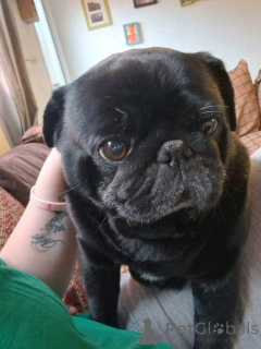 Zdjęcie №2 do zapowiedźy № 138767 na sprzedaż  mops - wkupić się Australia prywatne ogłoszenie