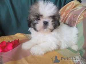 Zdjęcie №2 do zapowiedźy № 126858 na sprzedaż  shih tzu - wkupić się Portugalia 