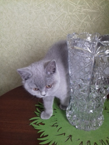 Zdjęcie №1. kot brytyjski krótkowłosy - na sprzedaż w Petersburg | Negocjowane | Zapowiedź № 1790