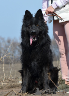 Zdjęcie №3. Szczeniak owczarka niemieckiego, czarny pies długowłosy, potomek Championa. Ukraina