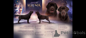 Zdjęcie №3. Szczeniąt Labrador-Retriever Girl of Chocolate Color. Federacja Rosyjska