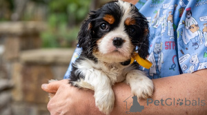 Zdjęcie №1. cavalier king charles spaniel - na sprzedaż w Belgrad | negocjowane | Zapowiedź №176477