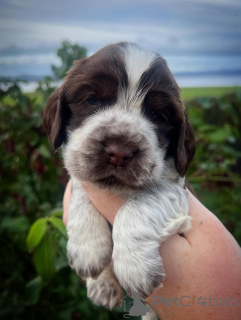 Zdjęcie №1. cocker spaniel angielski - na sprzedaż w Avançon | negocjowane | Zapowiedź №159140