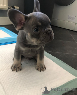 Zdjęcie №1.  - na sprzedaż w Florencja | Bezpłatny | Zapowiedź №163573