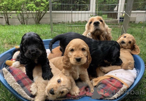 Zdjęcie №1. cocker spaniel angielski - na sprzedaż w Warszawa | negocjowane | Zapowiedź №163007