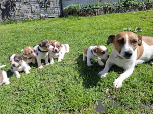 Zdjęcie №1. jack russell terrier - na sprzedaż w Berlin | 1435zł | Zapowiedź №167469