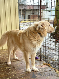 Zdjęcie №4. Sprzedam pies nierasowy w Woroneż.  - cena - Bezpłatny