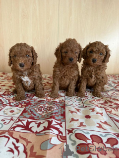 Zdjęcie №1. pudel (zabawka) - na sprzedaż w Detmold | 2631zł | Zapowiedź №160410