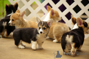 Zdjęcie №3. Szczenięta Welsh Corgi Pembroke.. Dania