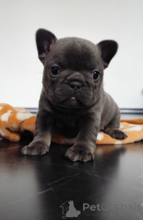 Zdjęcie №3. Französische Welpen. Niemcy