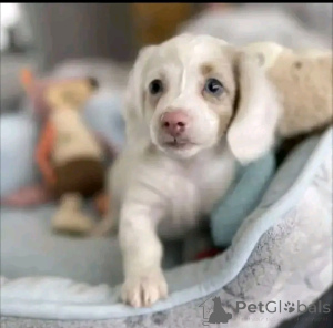 Zdjęcie №3. Dostępne szczenięta jamników na sprzedaż skontaktuj się z firmą WhatsApp. Finlandia