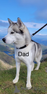 Zdjęcie №3. Szczenięta Husky. Andora