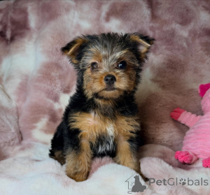 Zdjęcie №1. yorkshire terrier - na sprzedaż w Bernburg | negocjowane | Zapowiedź №172896