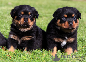 Zdjęcie №1. rottweiler - na sprzedaż w Vienna | negocjowane | Zapowiedź №124800