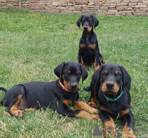 Zdjęcie №1. doberman - na sprzedaż w Bukareszt | negocjowane | Zapowiedź №175610