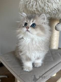 Zdjęcie №2 do zapowiedźy № 152480 na sprzedaż  kot brytyjski krótkowłosy - wkupić się Niemcy hodowca