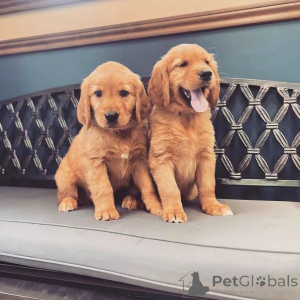 Zdjęcie №1. golden retriever - na sprzedaż w Cuijk | negocjowane | Zapowiedź №170439